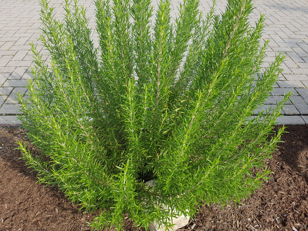 Tuscan Blue Upright Rosemary - 5 Gallon