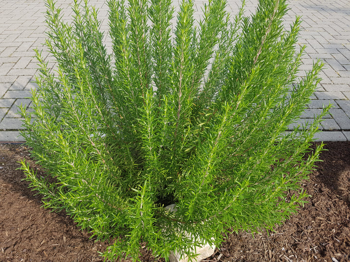 Tuscan Blue Upright Rosemary - 5 Gallon