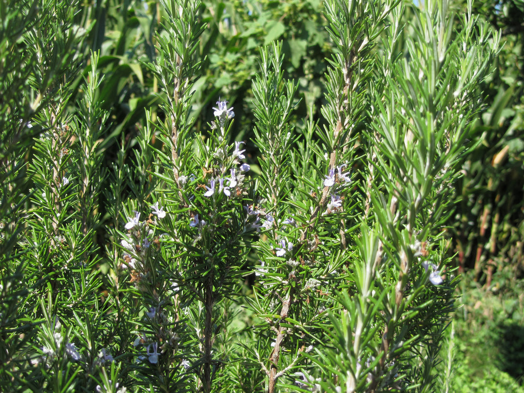 Tuscan Blue Upright Rosemary - 5 Gallon