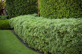 Euonymus japonicus 'Silver Queen' Variegated Euonymus 'Silver Queen' - 5 Gallon