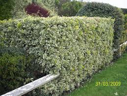 Euonymus japonicus 'Silver Queen' Variegated Euonymus 'Silver Queen' - 5 Gallon