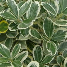 Euonymus japonicus 'Silver Queen' Variegated Euonymus 'Silver Queen' - 5 Gallon