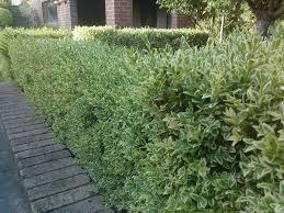 Euonymus japonicus 'Silver Queen' Variegated Euonymus 'Silver Queen' - 5 Gallon