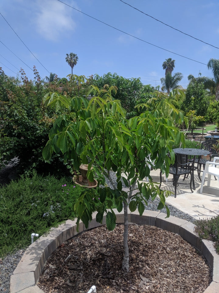 Placentia Walnut Tree - 24" Box