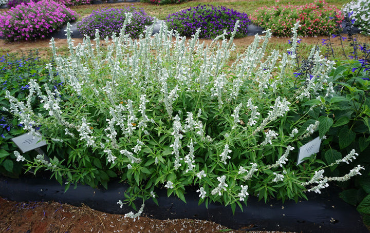 White Flame Salvia - 5 Gallon