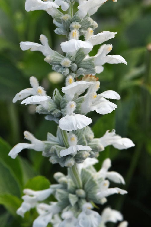 White Flame Salvia - 5 Gallon