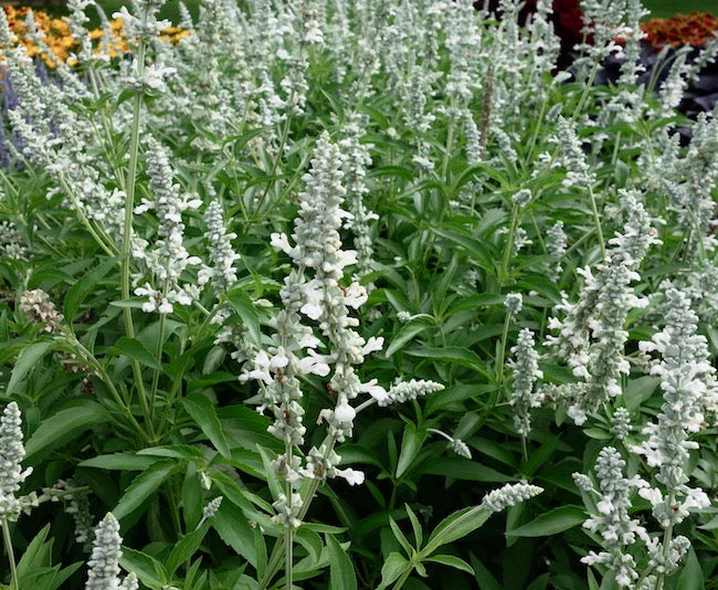 White Flame Salvia - 5 Gallon