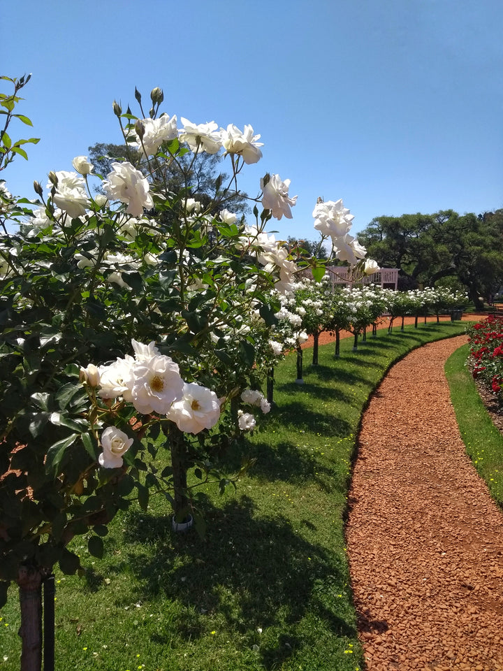 White Iceberg Rose Tree - 5 Gallon