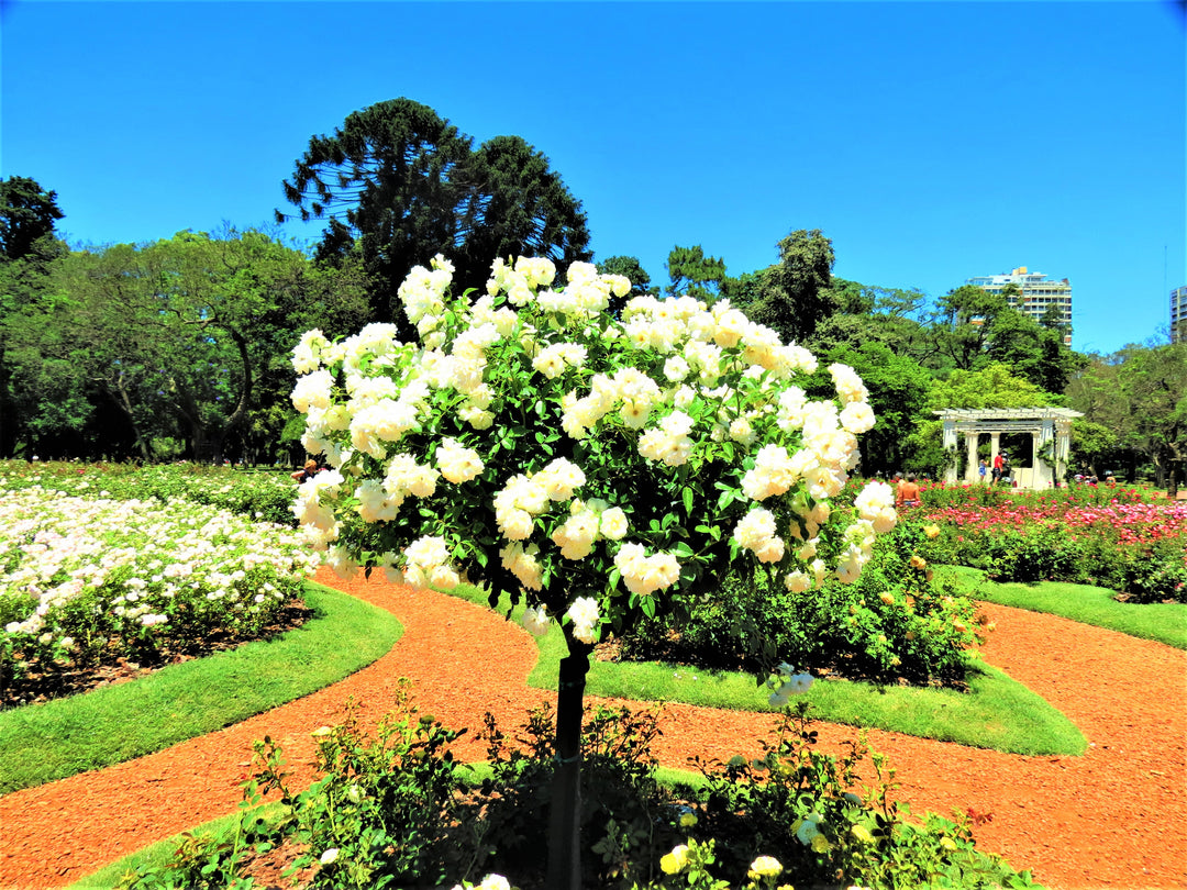 White Iceberg Rose Tree - 5 Gallon