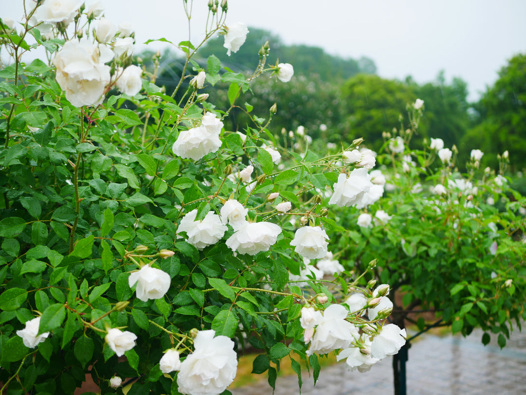 White Iceberg Rose Tree - 5 Gallon