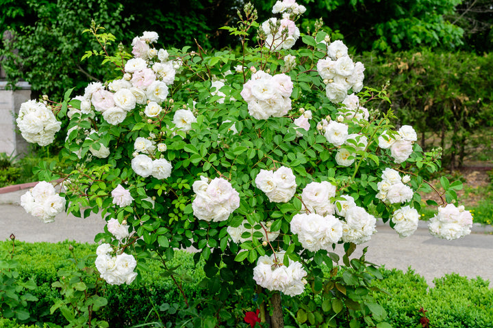 White Iceberg Rose Tree