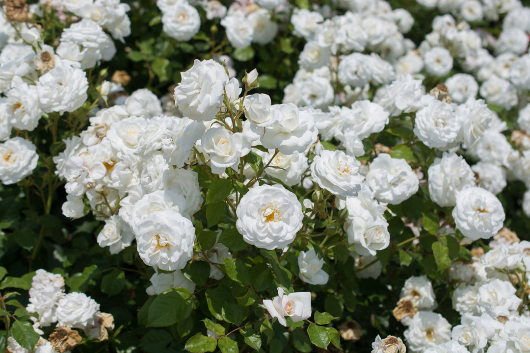 White Iceberg Rose Tree