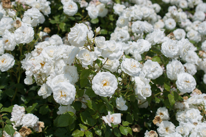 White Iceberg Rose Tree