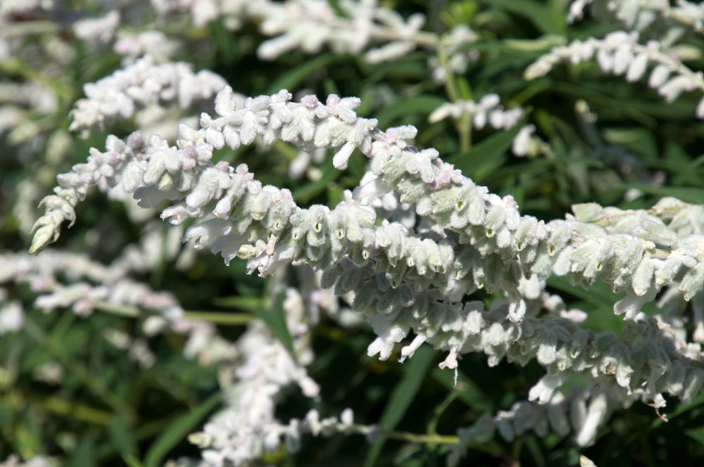 Salvia leucantha White - White Mexican Sage - 5 Gallon