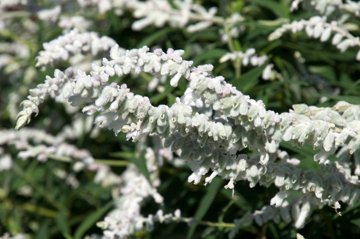 Salvia leucantha White - White Mexican Sage - 5 Gallon