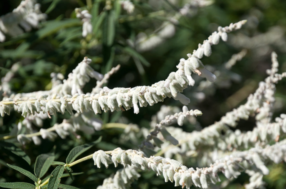 Salvia leucantha White - White Mexican Sage - 5 Gallon