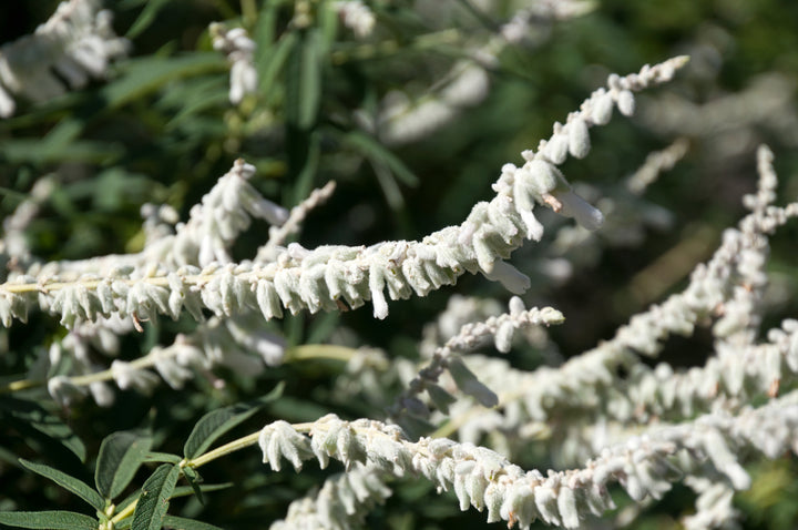 Salvia leucantha White - White Mexican Sage - 5 Gallon