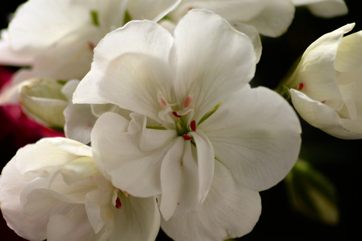 White Zonal Geranium - 5 Gallon