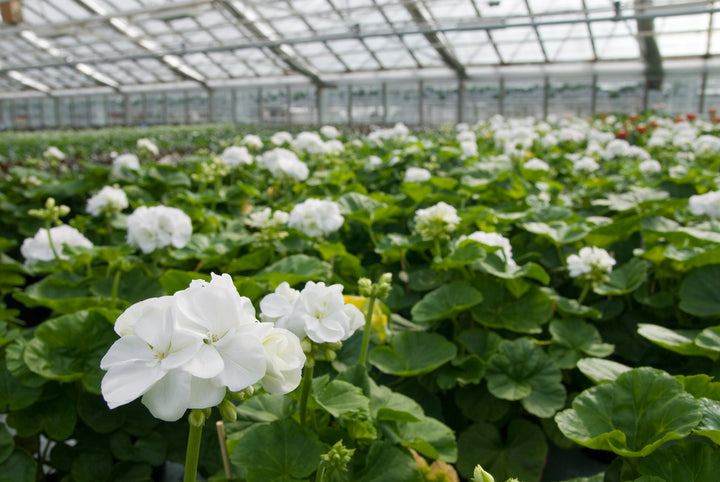 White Zonal Geranium - 5 Gallon