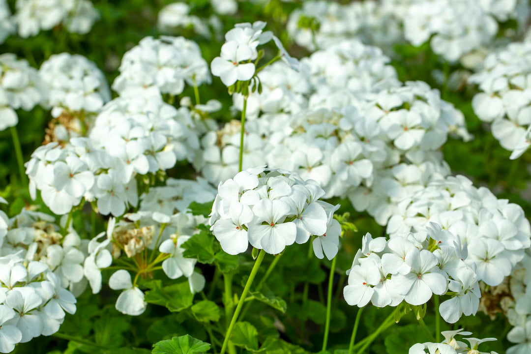 White Zonal Geranium - 5 Gallon