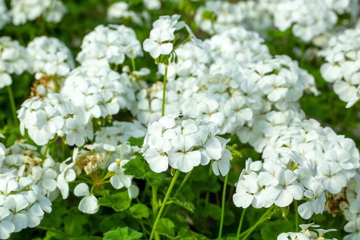 White Zonal Geranium - 5 Gallon