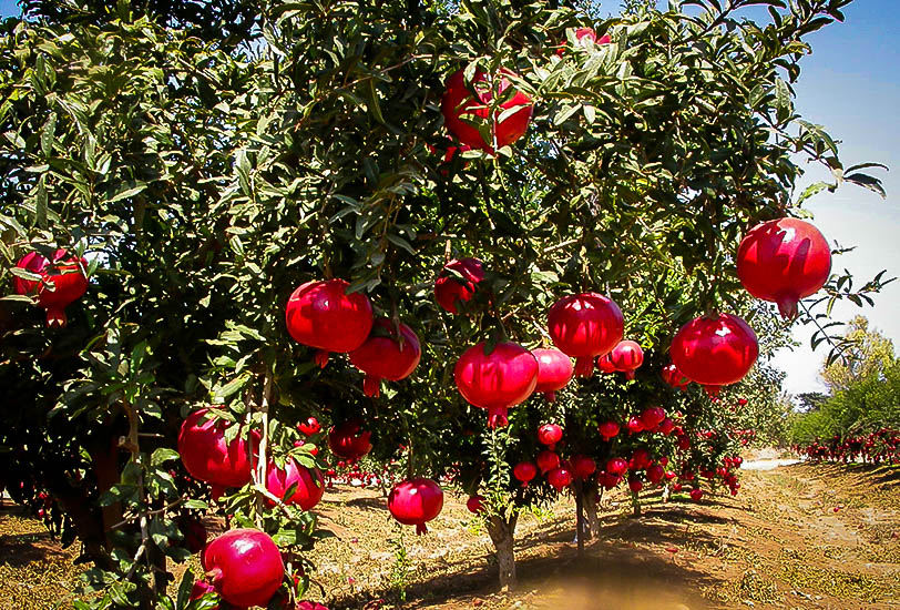 Wonderful Pomegranate Tree - 15 Gallon
