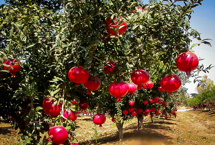 Wonderful Pomegranate Tree - 24" Box