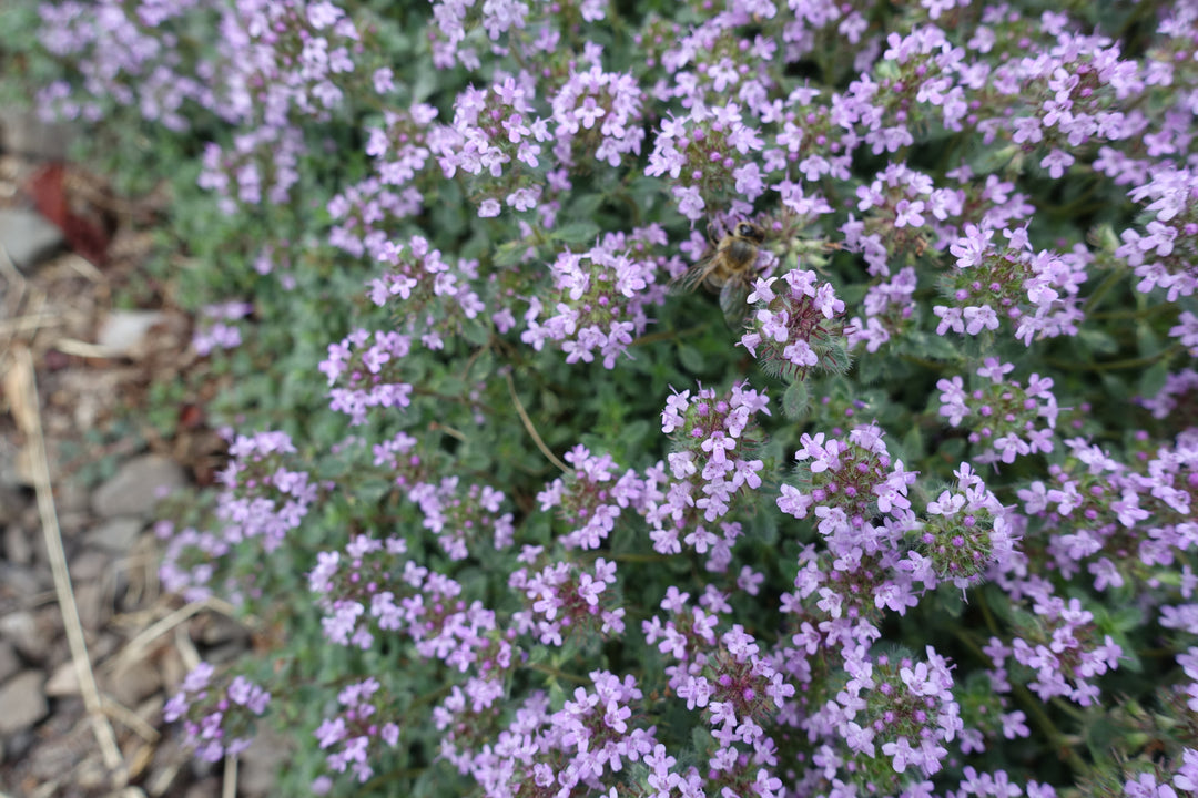 Woolly Thyme - Flat