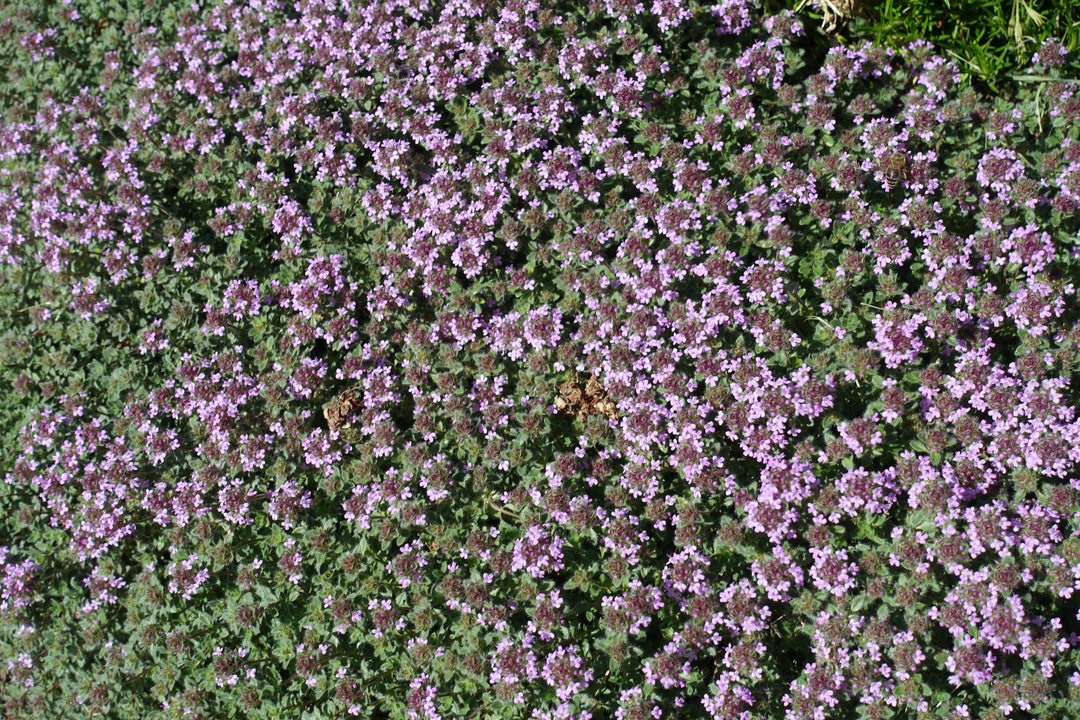 Woolly Thyme - Flat