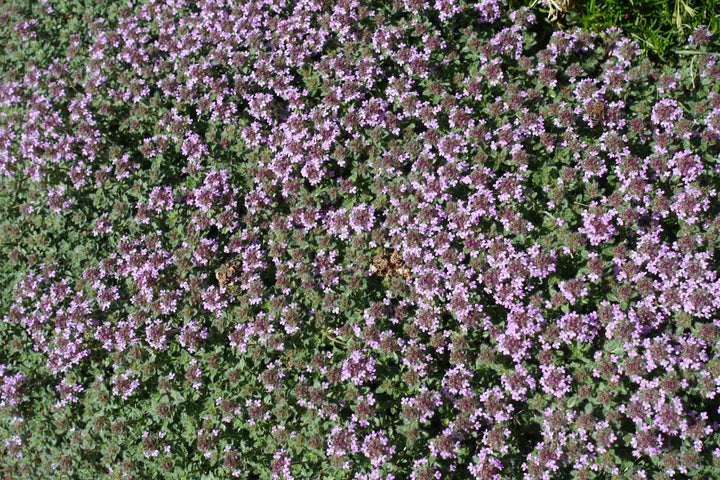 Woolly Thyme - Flat