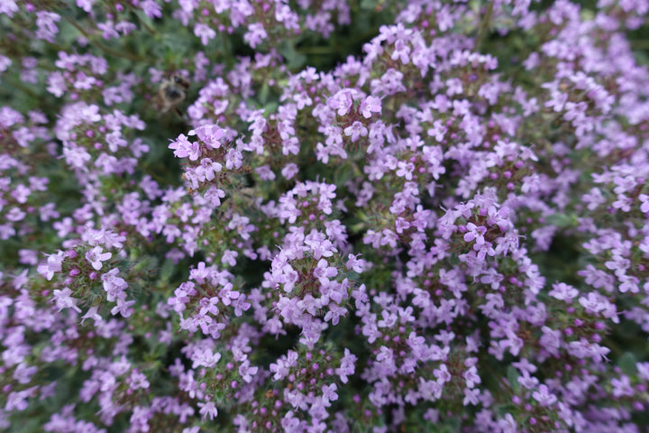 Woolly Thyme - Flat