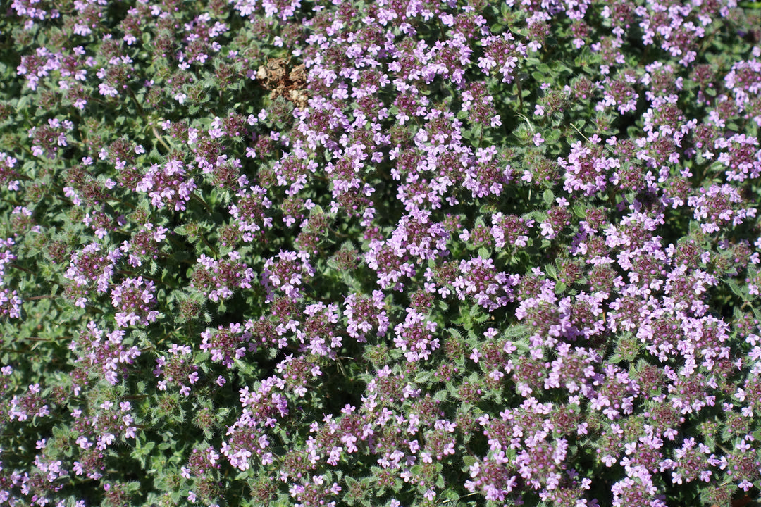 Woolly Thyme - Flat