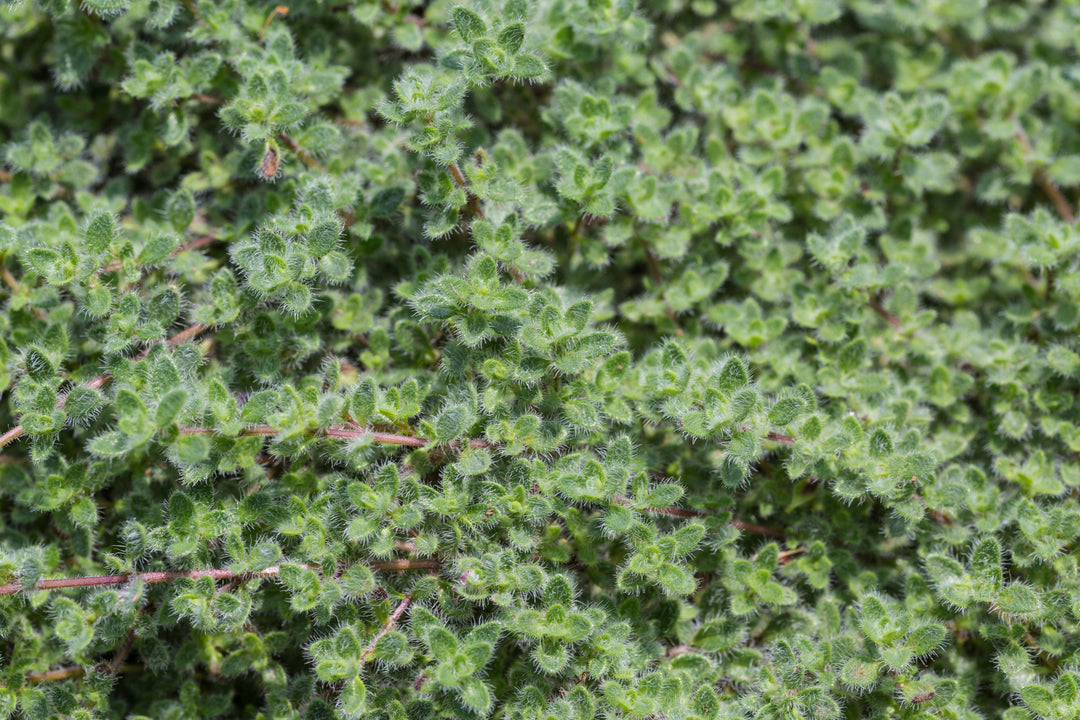 Woolly Thyme - Flat