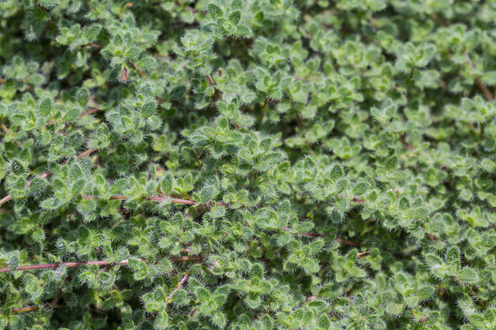 Woolly Thyme - Flat