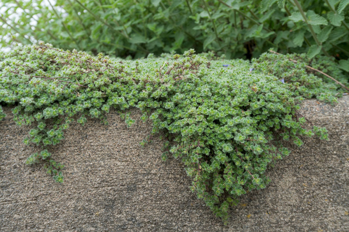Woolly Thyme - Flat