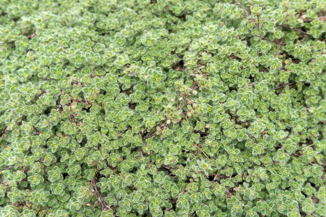 Woolly Thyme - Flat