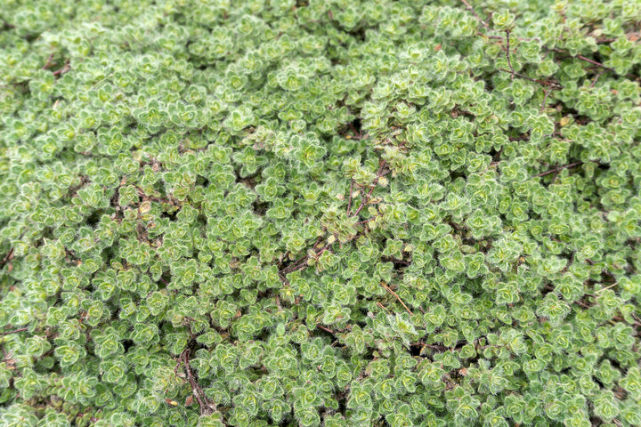 Woolly Thyme - Flat