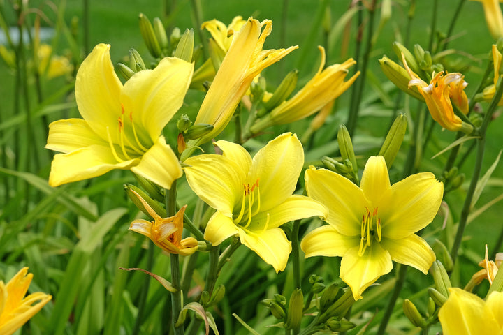 Yellow Daylily