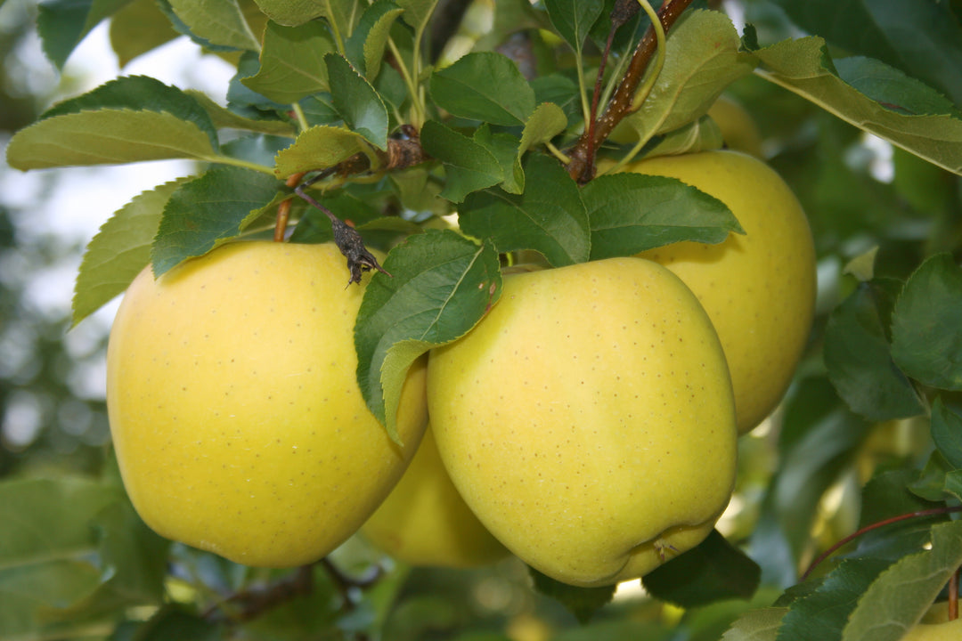 Yellow Delicious Apple Tree - 24" Box
