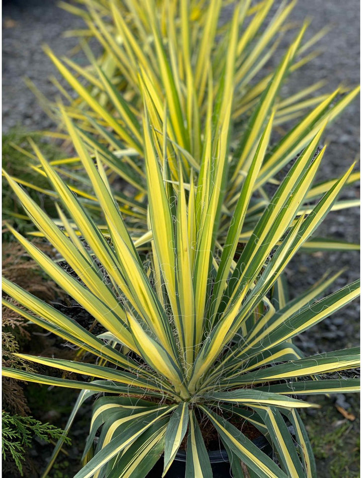 Yucca 'Color Guard' - 5 Gallon