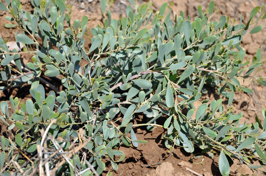 Acacia redolens Lowboy