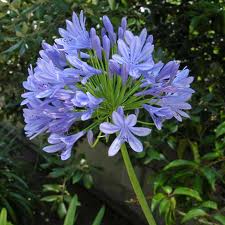 Agapanthus africanus (A. orientalis) Blue Lily of the Nile - 5 Gallon