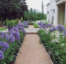 Agapanthus africanus (A. orientalis) Blue Lily of the Nile - 5 Gallon