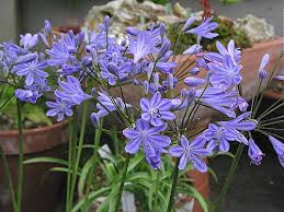 Agapanthus 'Peter Pan' Blue Dwarf Blue Lily of the Nile - 5 Gallon