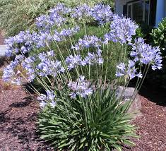Agapanthus 'Peter Pan' Blue Dwarf Blue Lily of the Nile - 5 Gallon