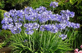 Agapanthus 'Peter Pan' Blue Dwarf Blue Lily of the Nile - 5 Gallon