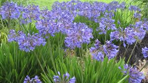Agapanthus 'Peter Pan' Blue Dwarf Blue Lily of the Nile - 5 Gallon
