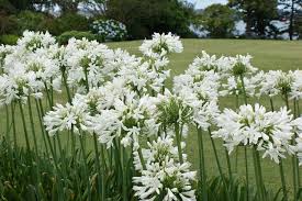 Agapanthus africanus 'Albus' White Lily of the Nile - 5 Gallon