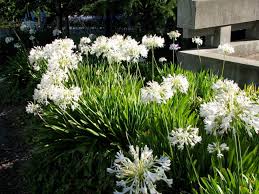Agapanthus africanus 'Albus' White Lily of the Nile - 5 Gallon
