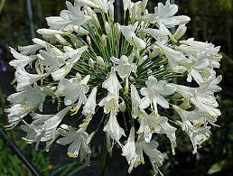 Agapanthus africanus 'Albus' White Lily of the Nile - 5 Gallon